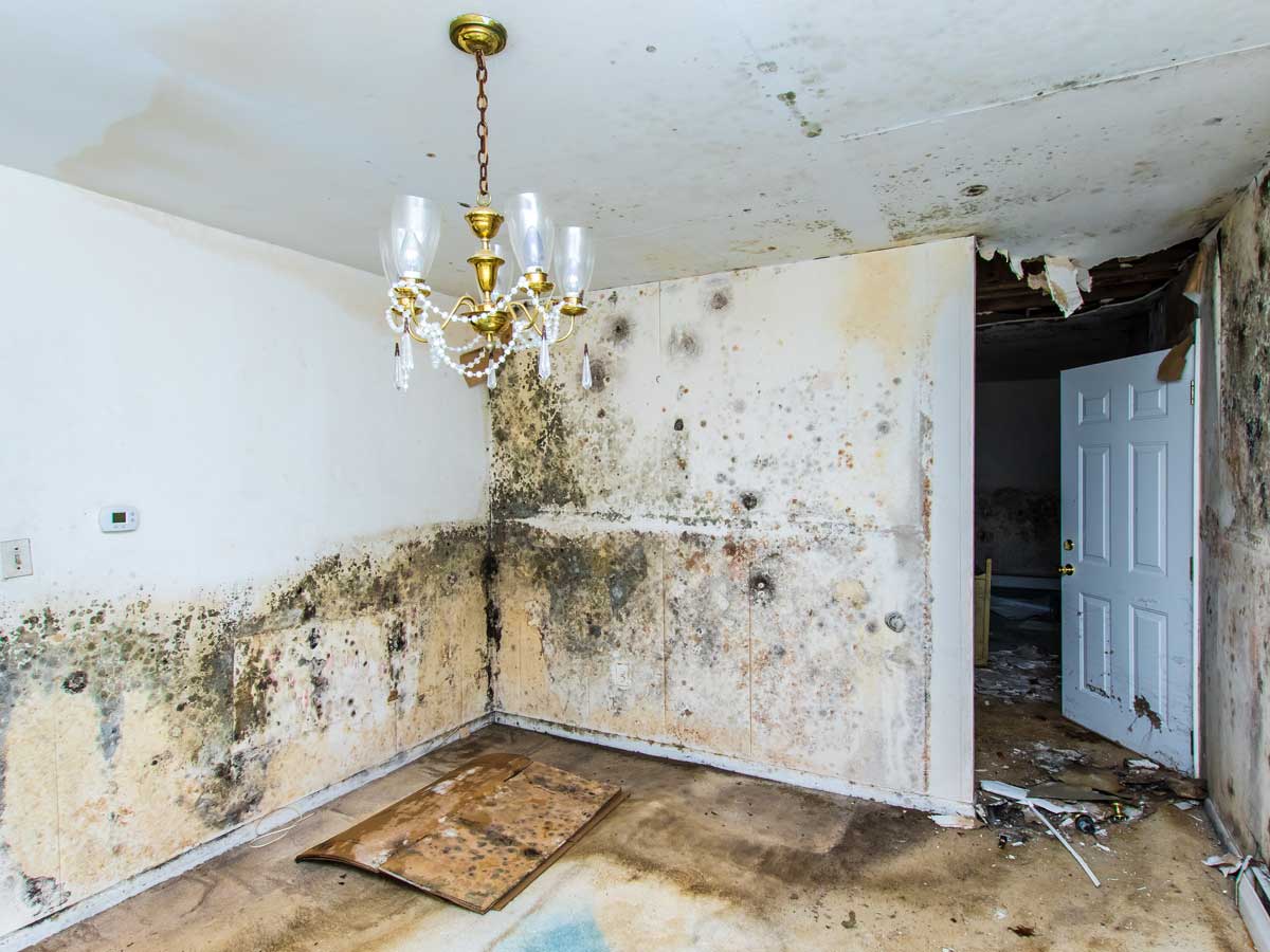 Mold Removal